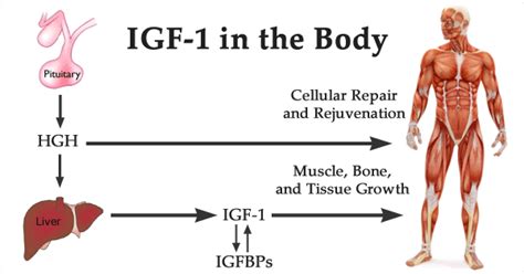 what is igf 1